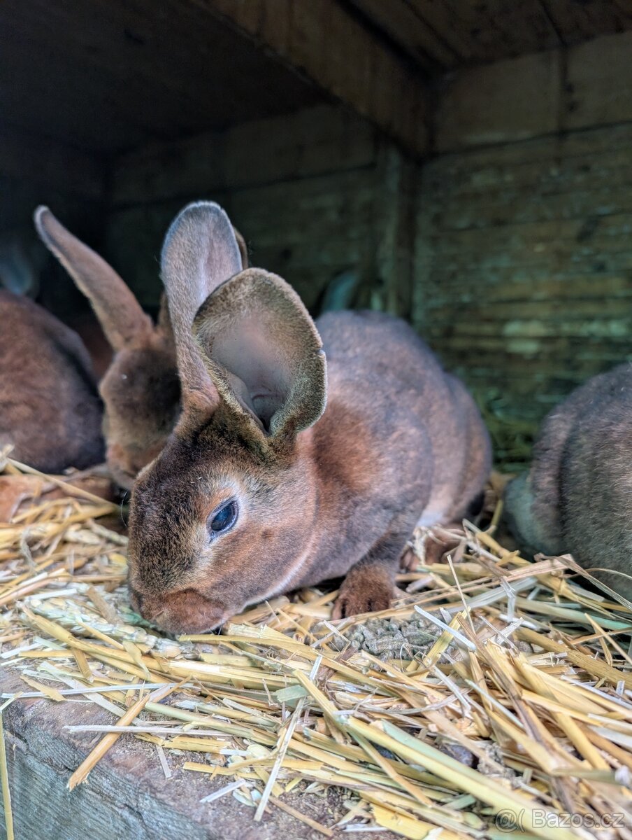Králík Kastorex - 3
