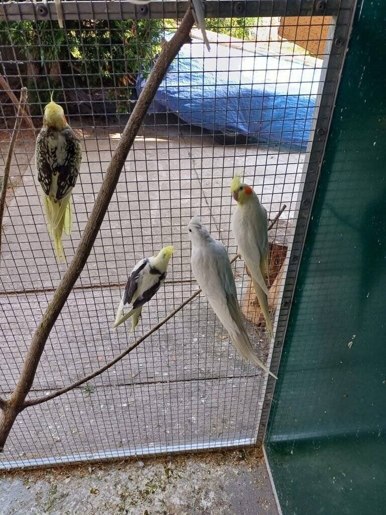 Prodám korely chocholaté - 3