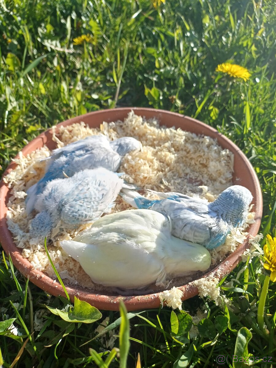 Mláďata andulek - 3