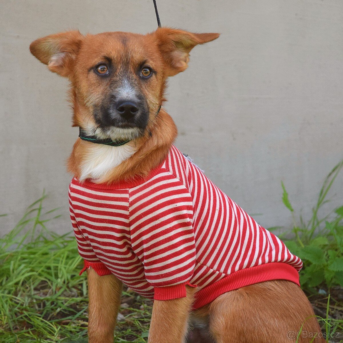 Mochi hledá domov - 3