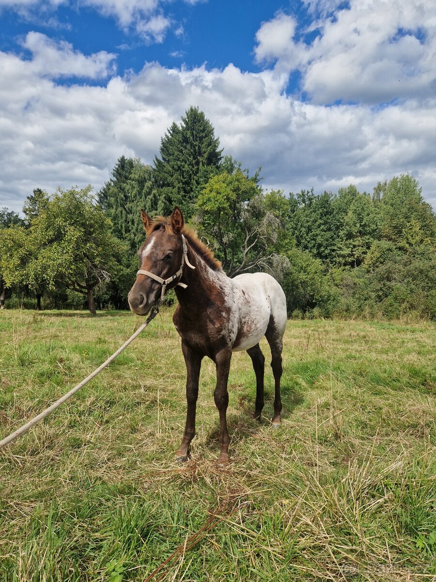 Appaloosa klisnička - 3