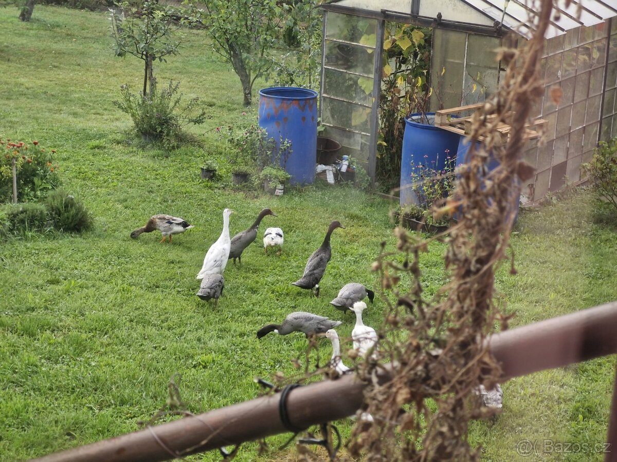 Indicky bezec - PÁR (mozno dva pary) - 3