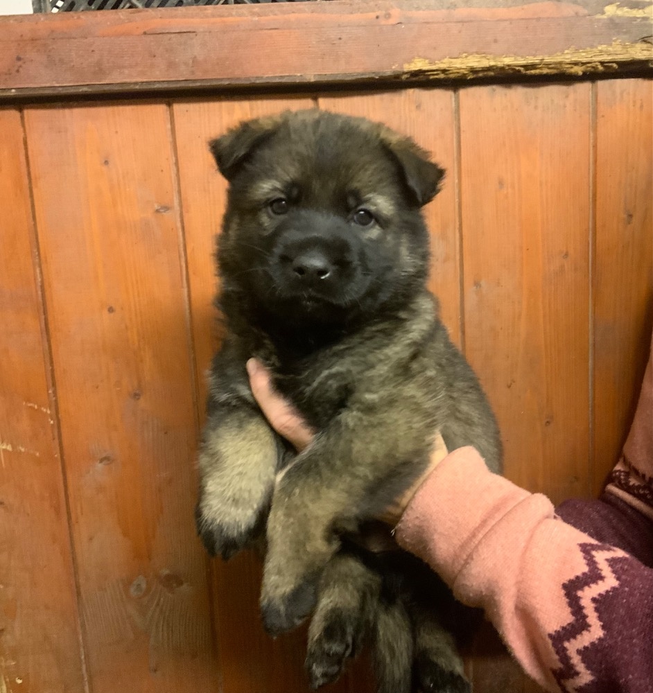 Německý ovčák - štěňata s PP - 3