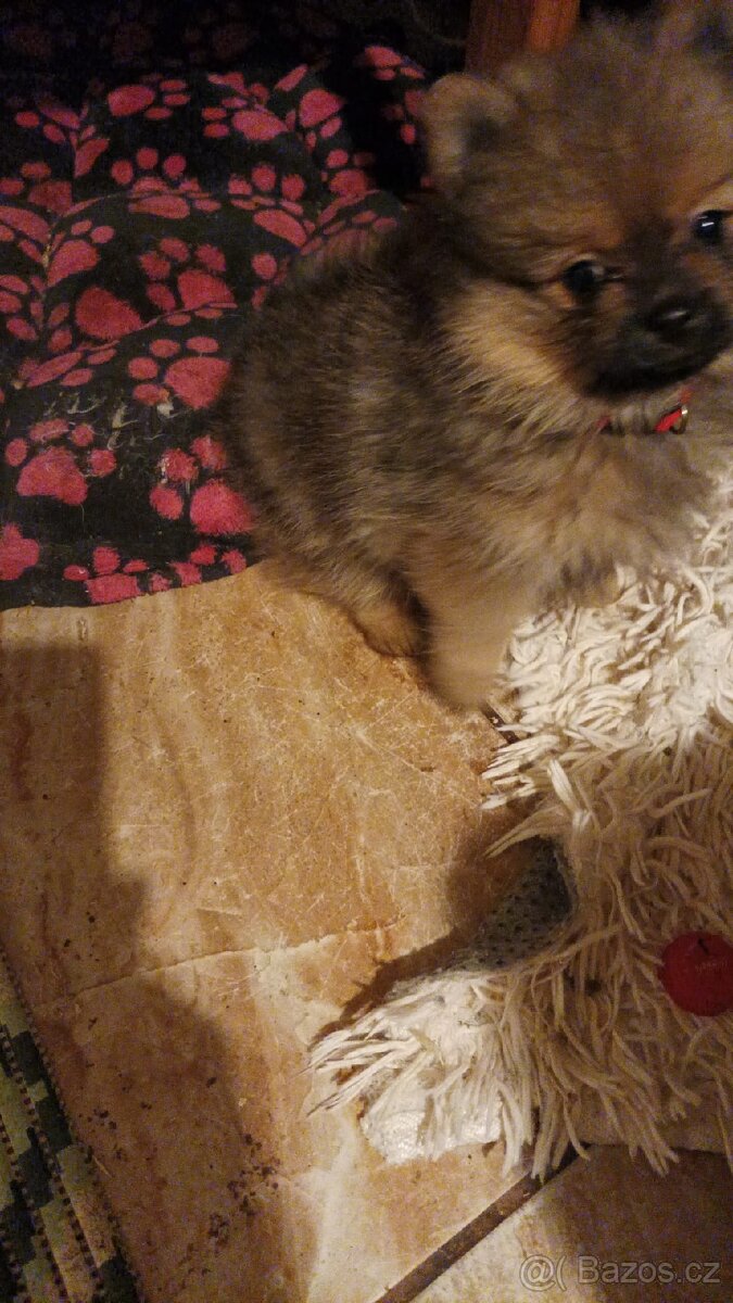 Štěňátka německého špice- 5 feneček k odběru ihned - 3
