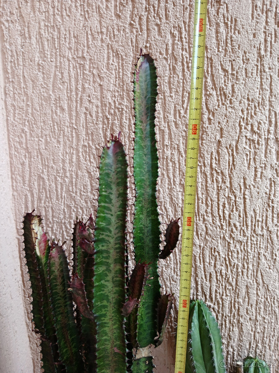 3 hodně velké kaktusy - 3