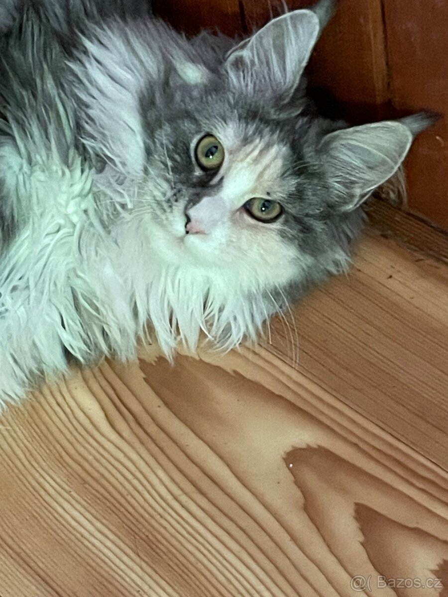 Mainská mývalí s pp - 3