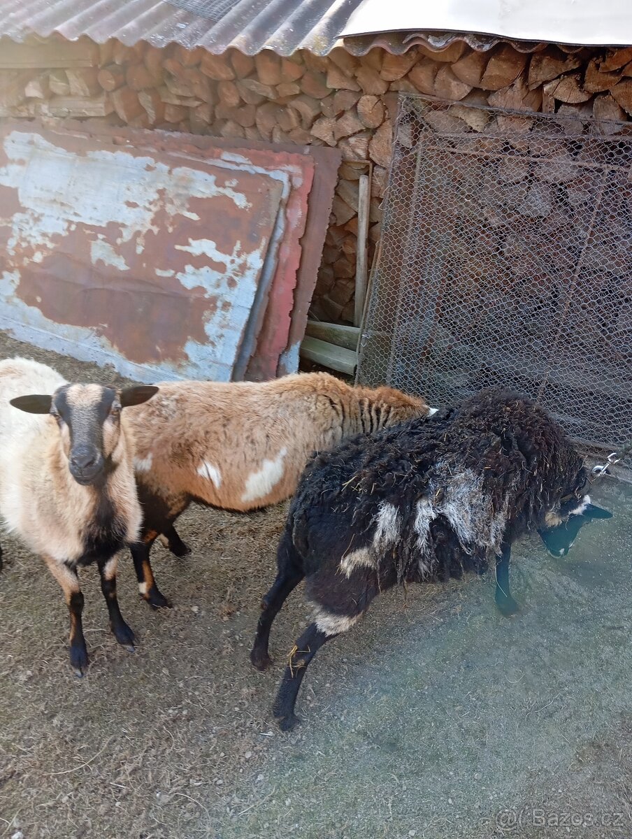 Prodám kamerunské ovce - 3