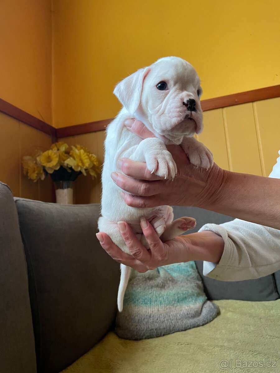 Boxer - 3