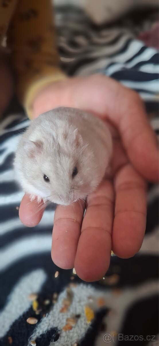 Křeček džungarský - 3