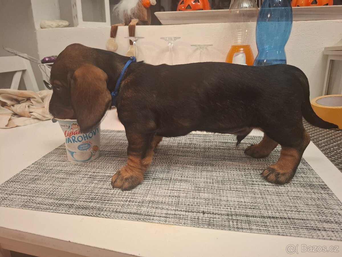 Jezevčik drsnosrsty standard s PP. - 3