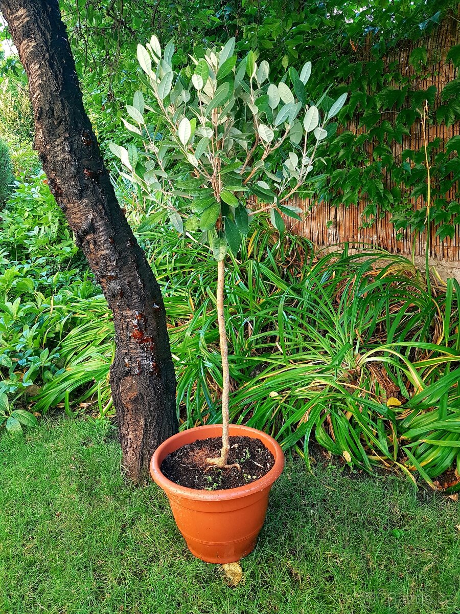 rostliny do zimní zahrady, zimní zahrada, oranžerie - 3