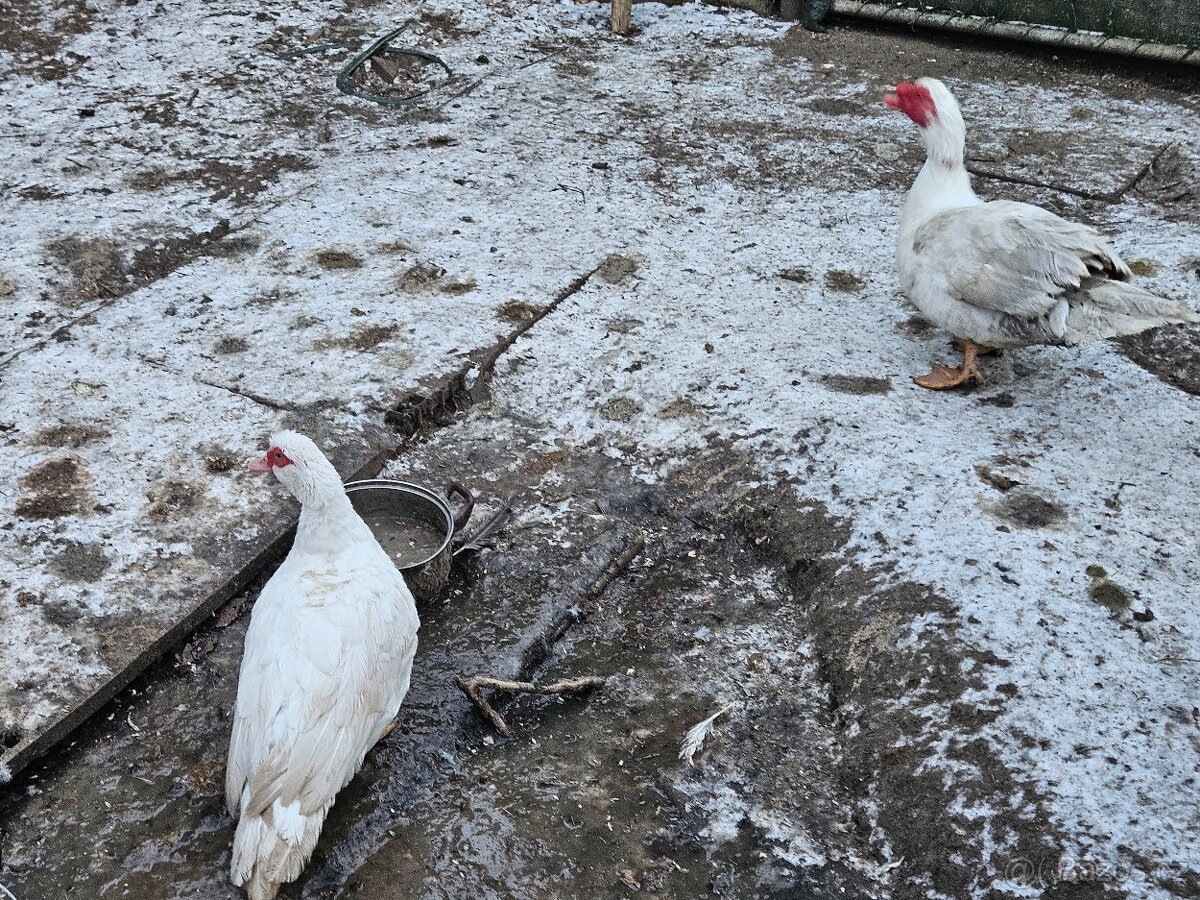 Kachna pižmovka - 3