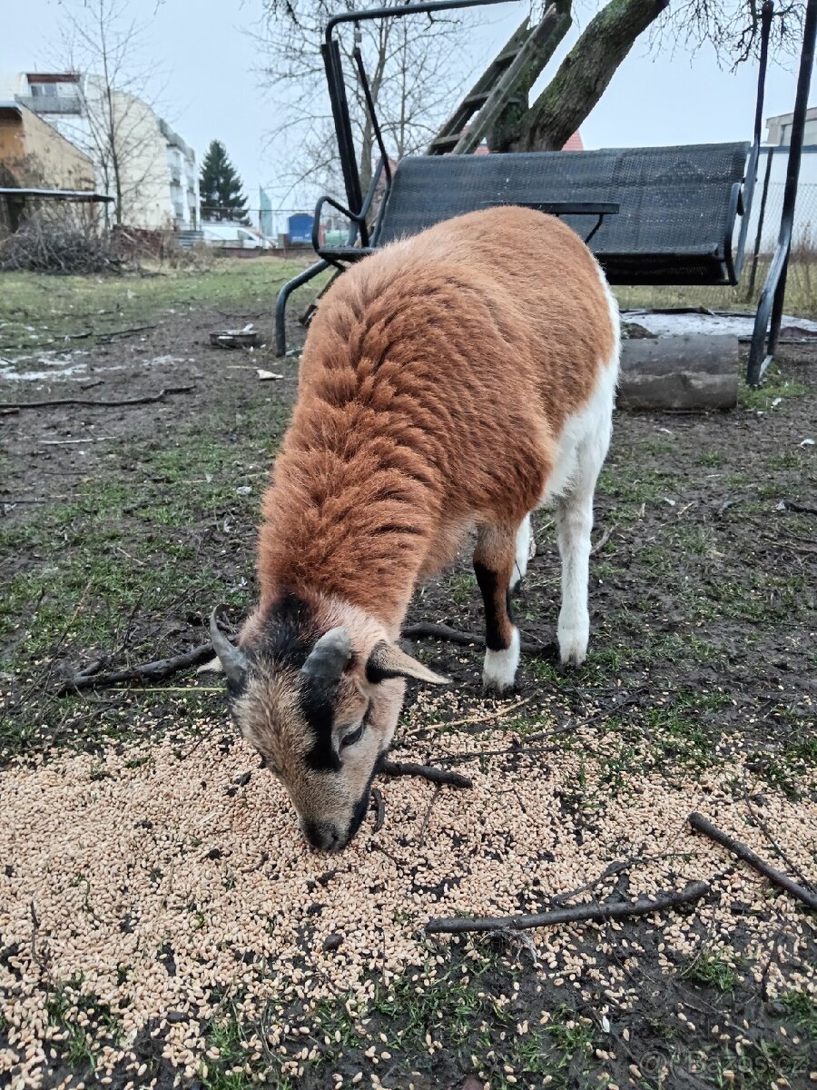 Kamerunský beránek - 3