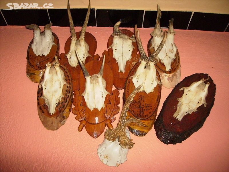 MYSLIVECKÉ TROFEJE - PAROŽÍ - 3