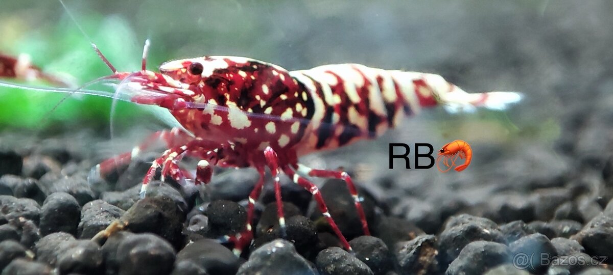 TOP PREMIUM Akva Krevetky Caridina a Neocardina - Odchovy - 3