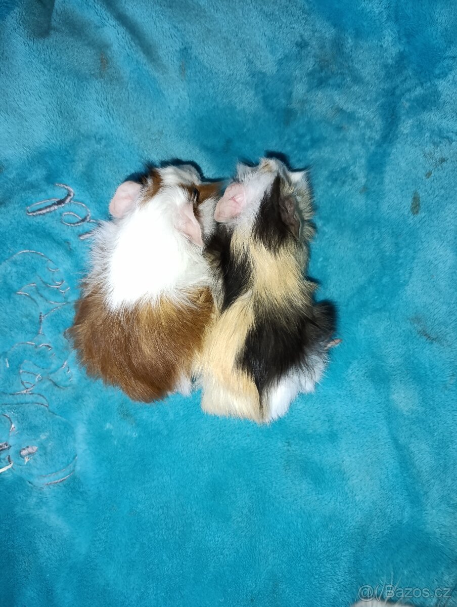 Rozetové morčátka samečci - 3