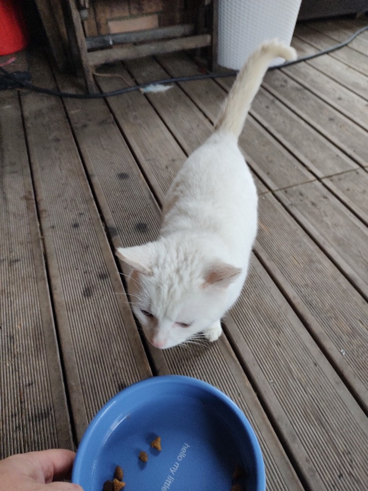 Darujeme 1,5 roku starou kočičku - 3