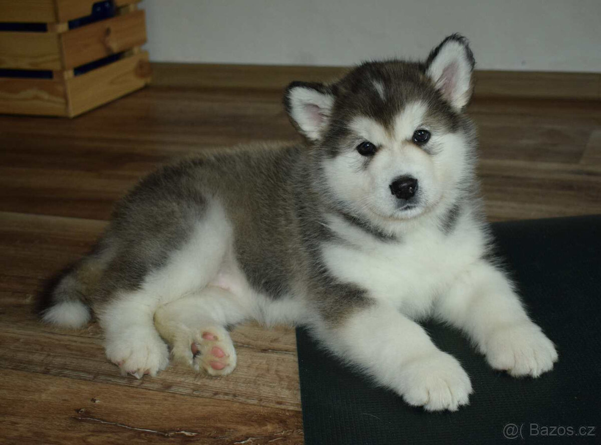 Aljašský malamut – štěňátka s PP - 3