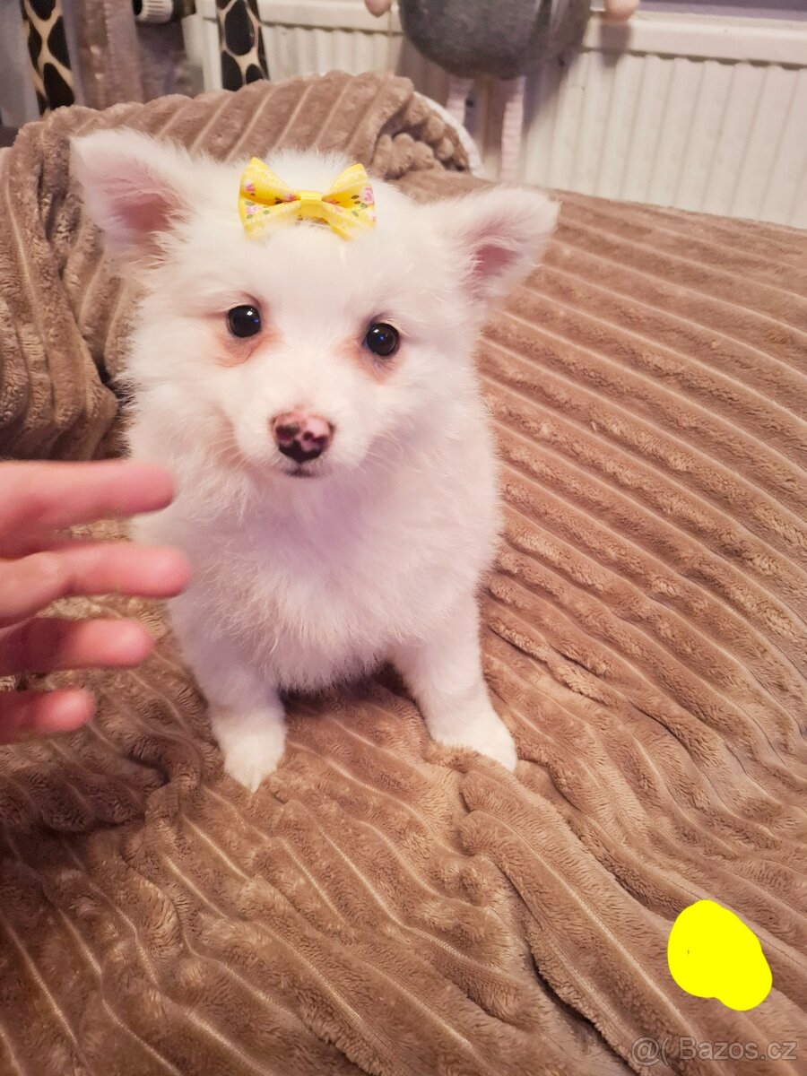 Stěně Špic / Pomeranien - 3