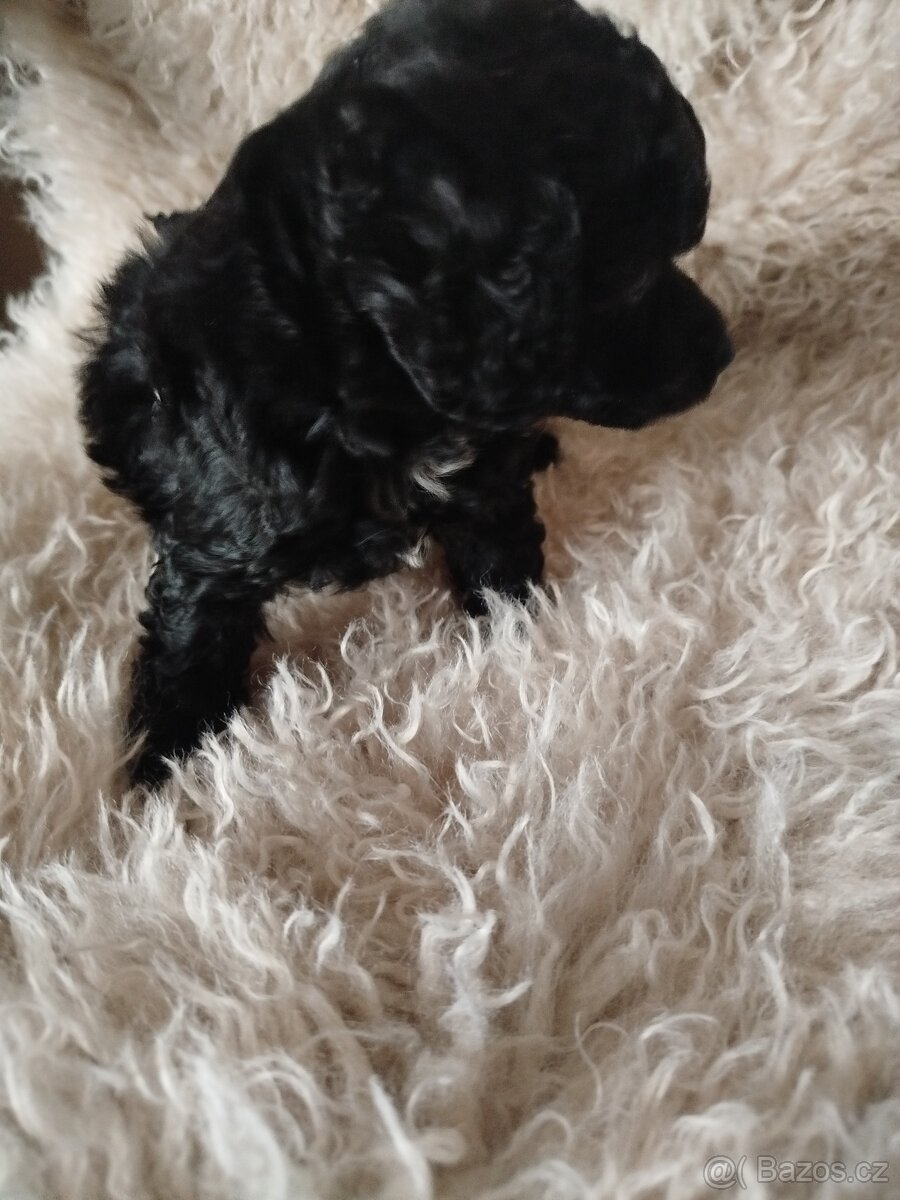 Pudl Pudlík toy - 3