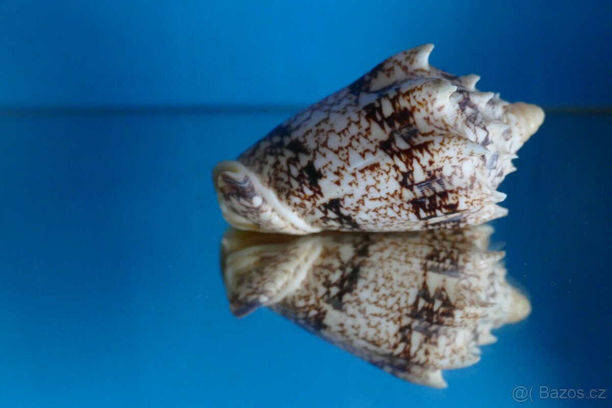 Cymbiola chrysostoma 2 XXL - 3