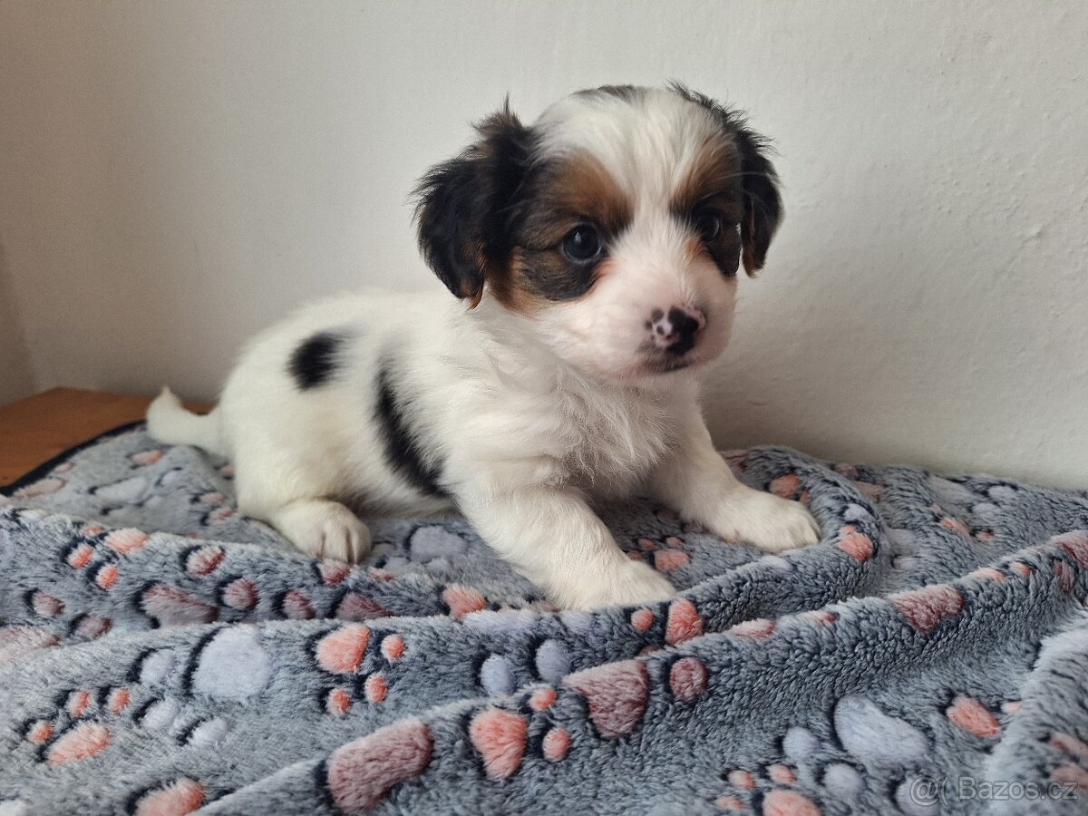 Biewer jorkšírský teriér pejsek - 3