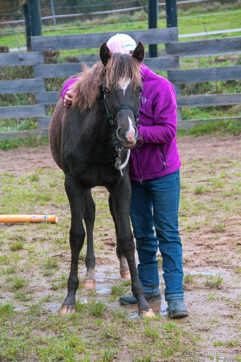 Prodám Appaloosa - 3