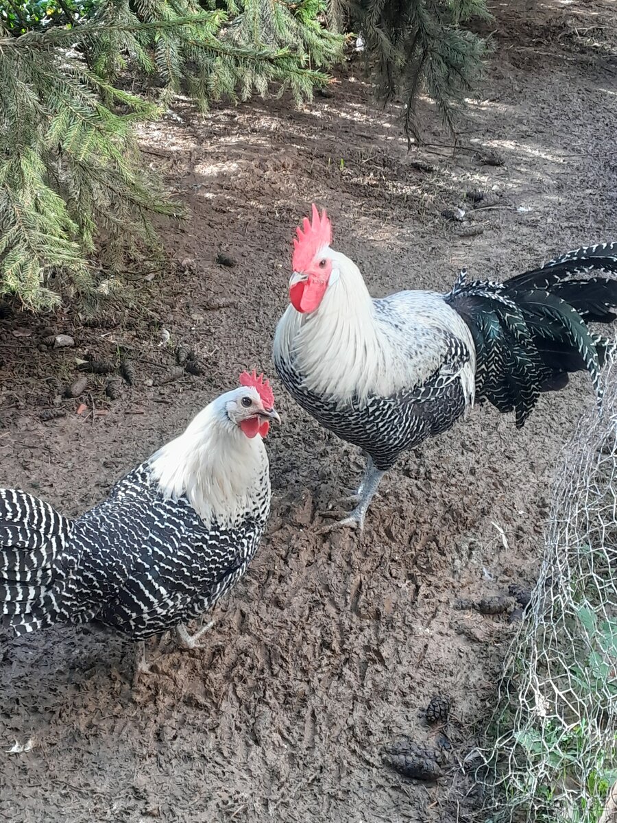 Brakelka stříbrná - 3