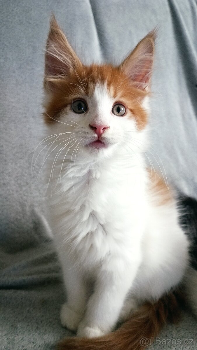 Mainská mývalí - 3