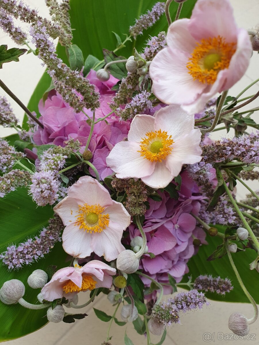 Sasanka plstnatá - 3