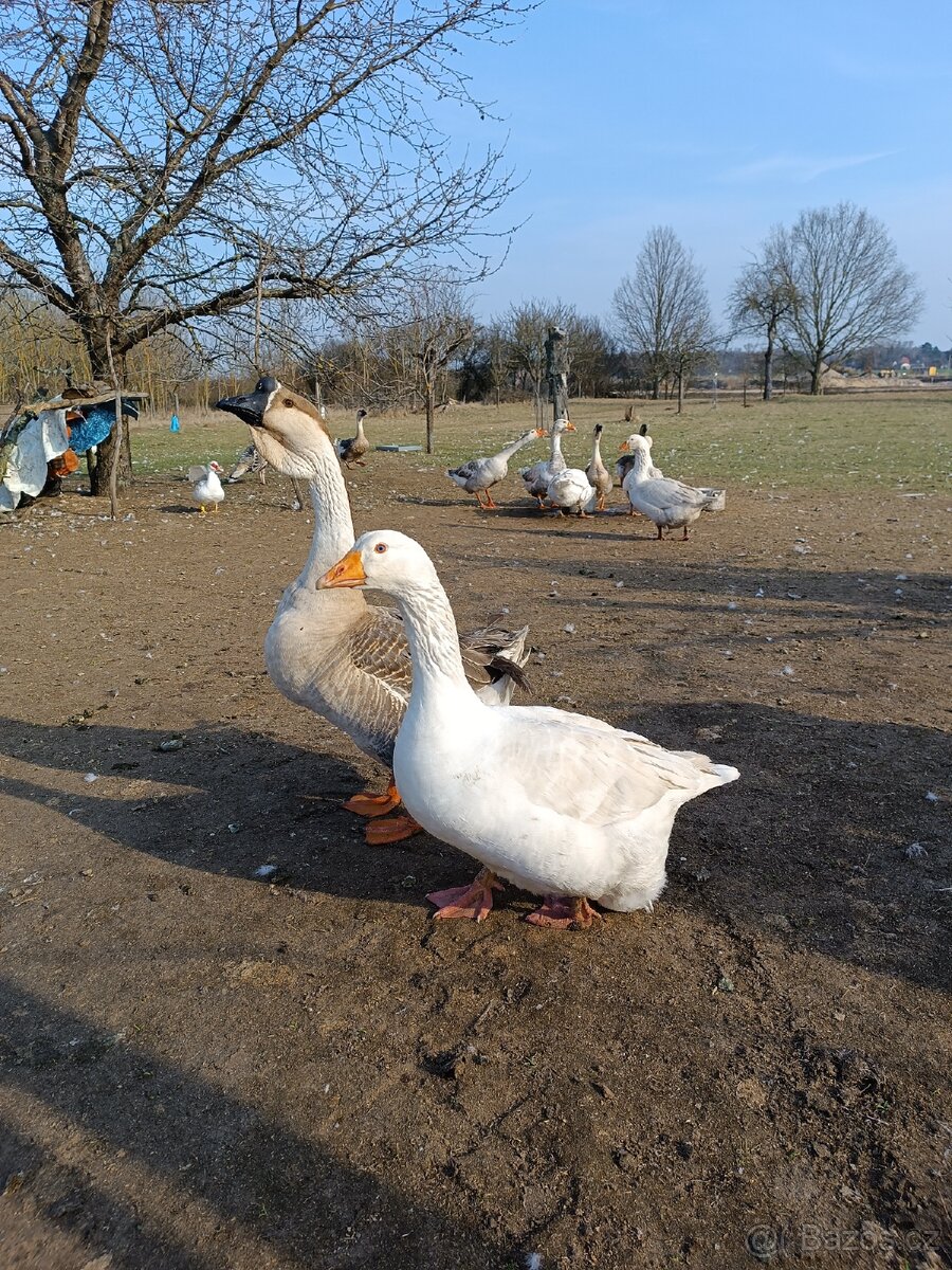 Krůťata, housata - 3