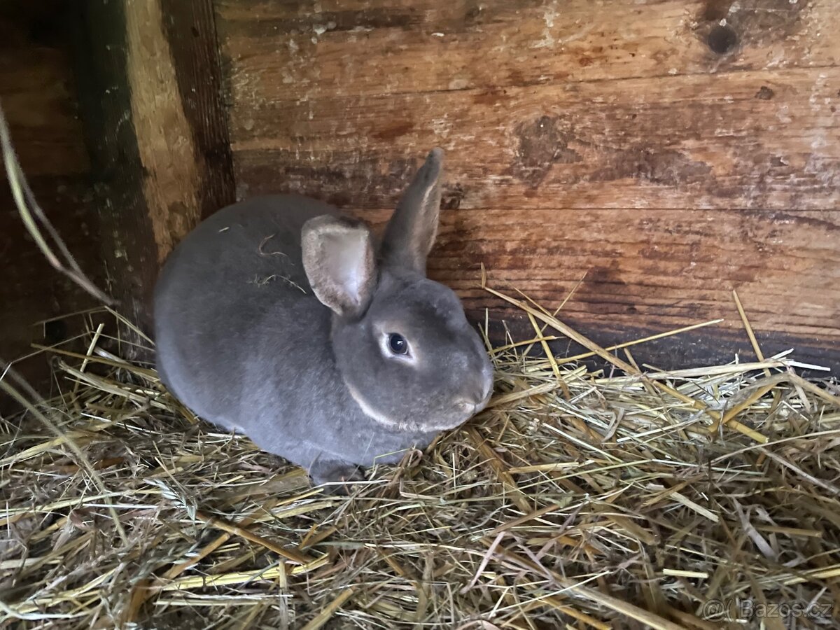 Králík- samec - 3