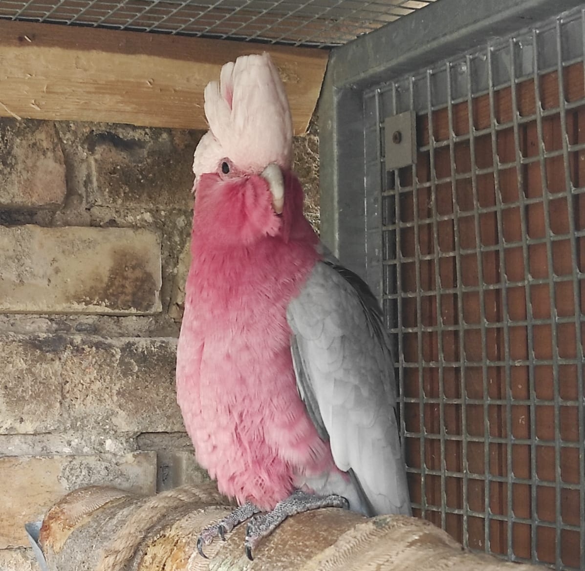 Kakadu růžový - 3