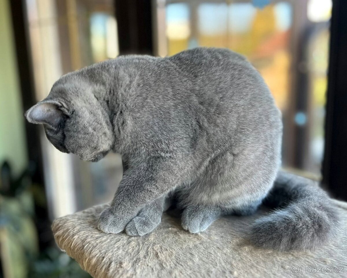 Britská modrá koťátka s PP - 3