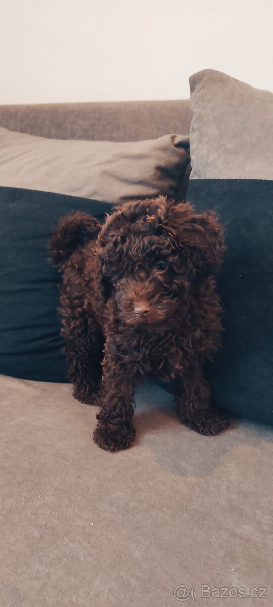 Pudl trpasličí čoko fenka s pp - 3