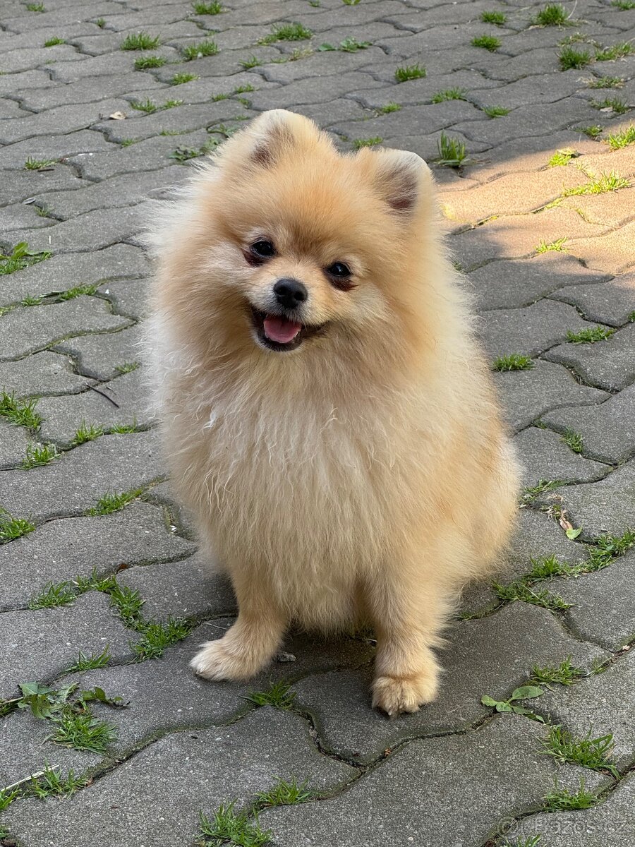Pomeranian s PP - - 3