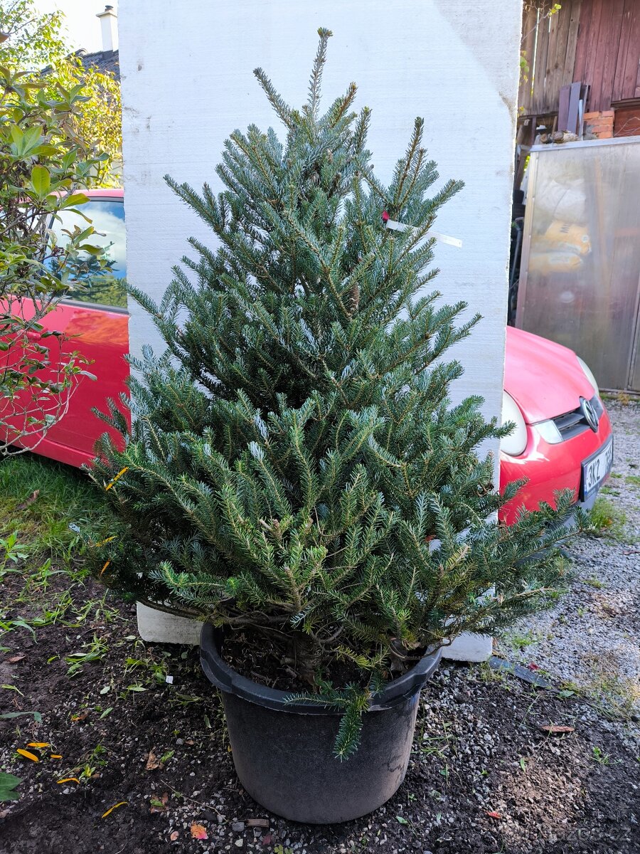 Jedle Abies koreana ‘Silberlocke - 3