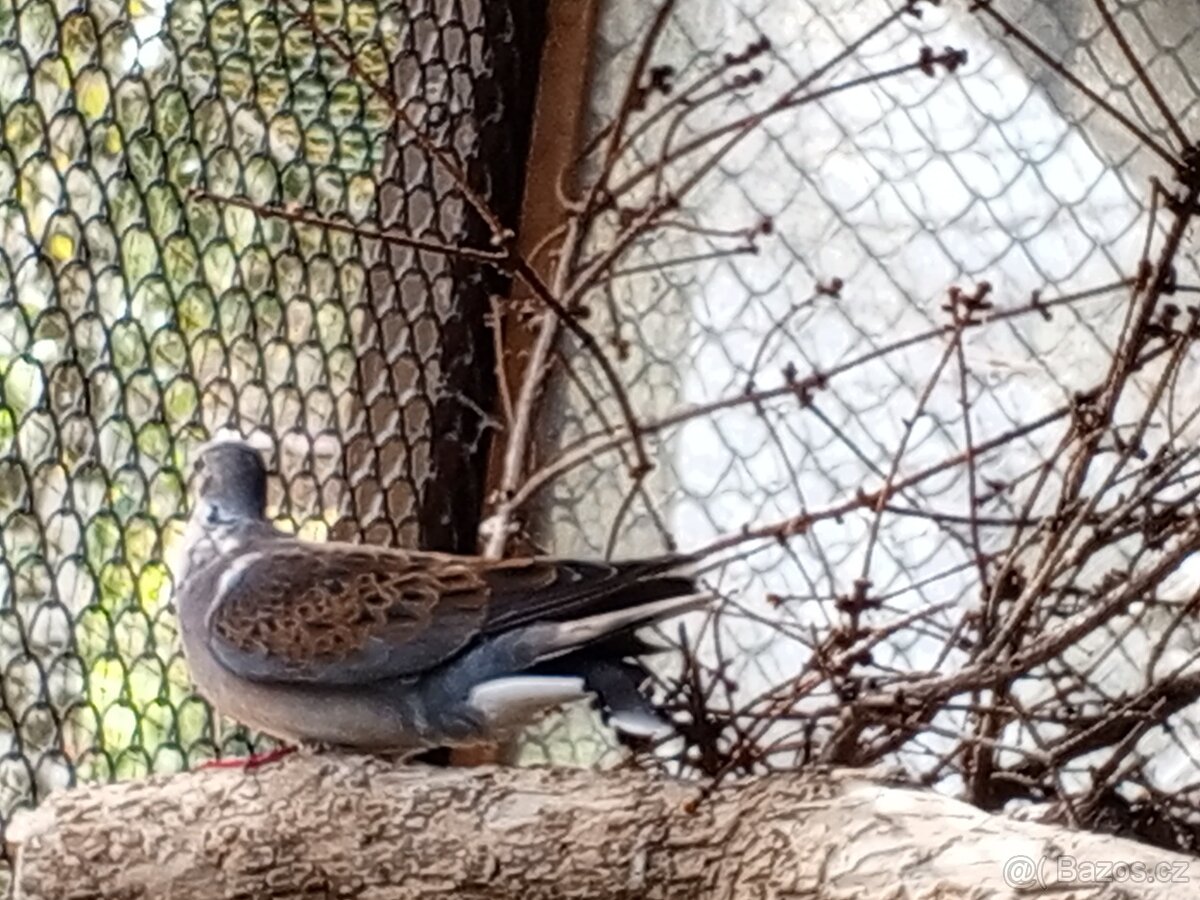 HR.DIVOKA A H.CHOCHOLATY - 3