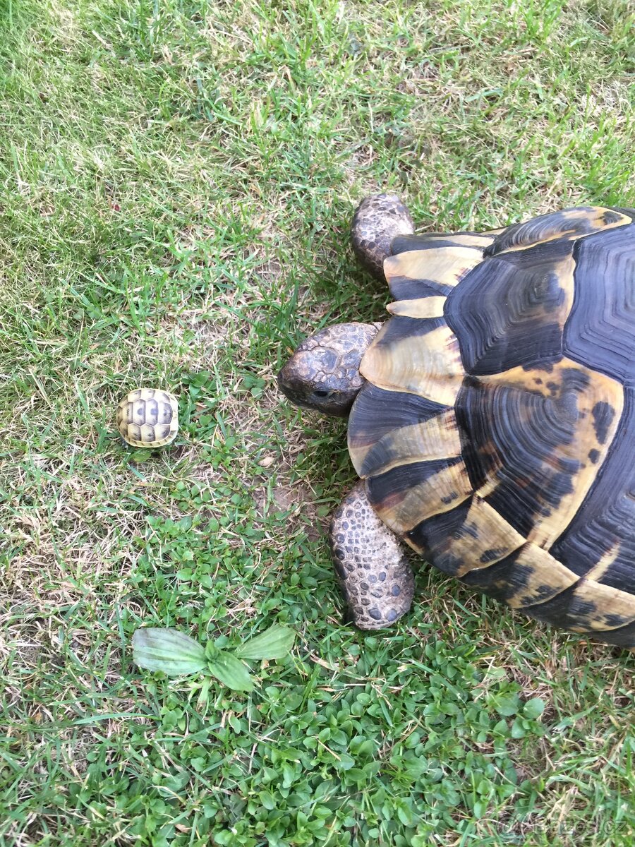 želva žlutohnědá - 3