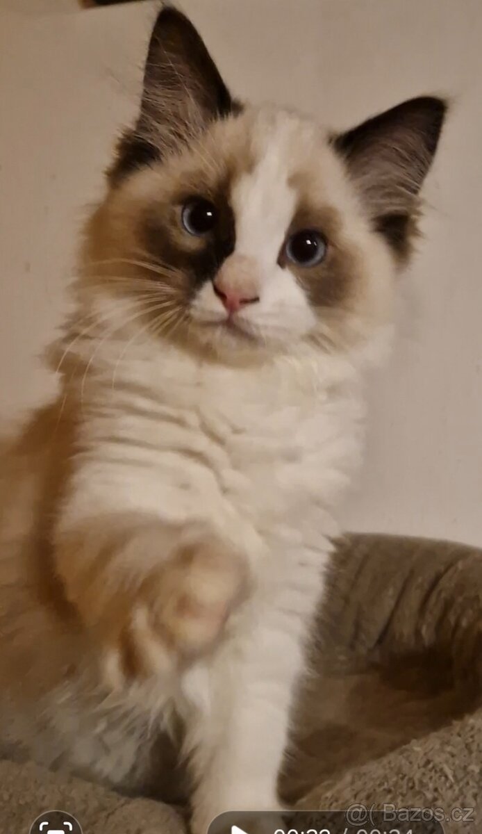 Ragdoll kocourci s PP - 3