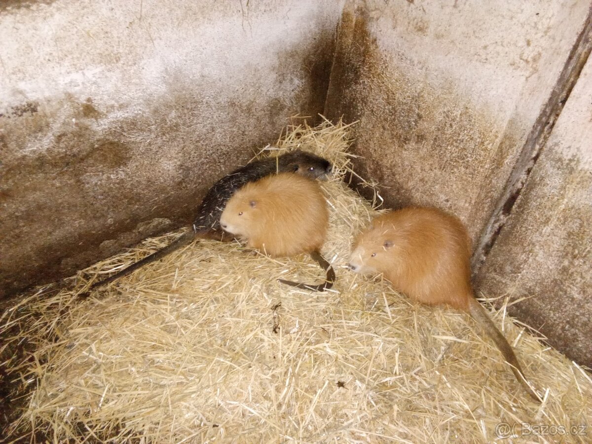 Nutrie samci a samice - 3