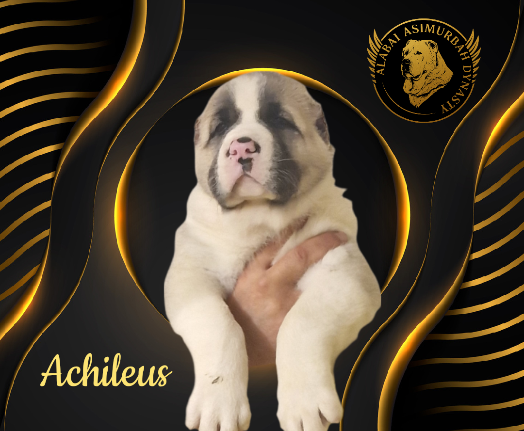 Stredoásijský pastevecký ovčiak s PP - 3