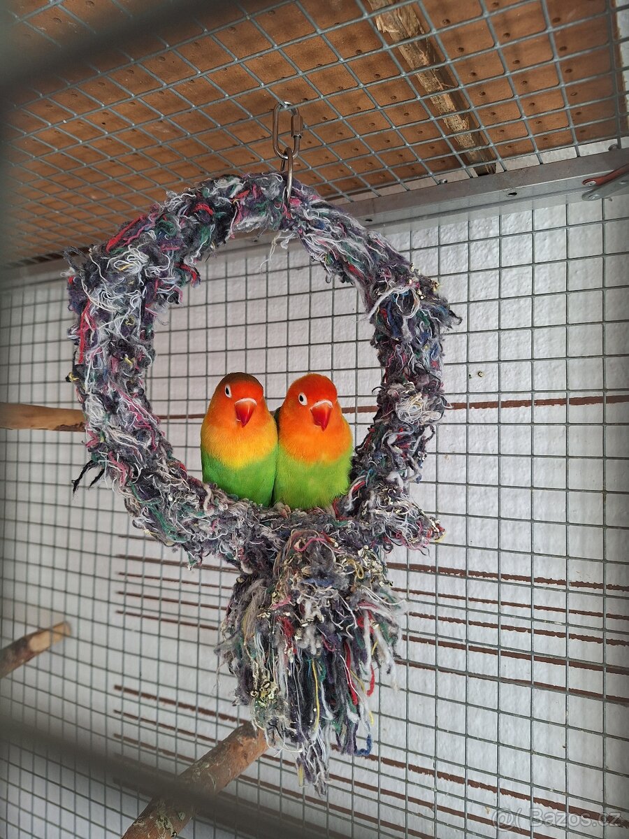 Agapornis Fischeri - 3