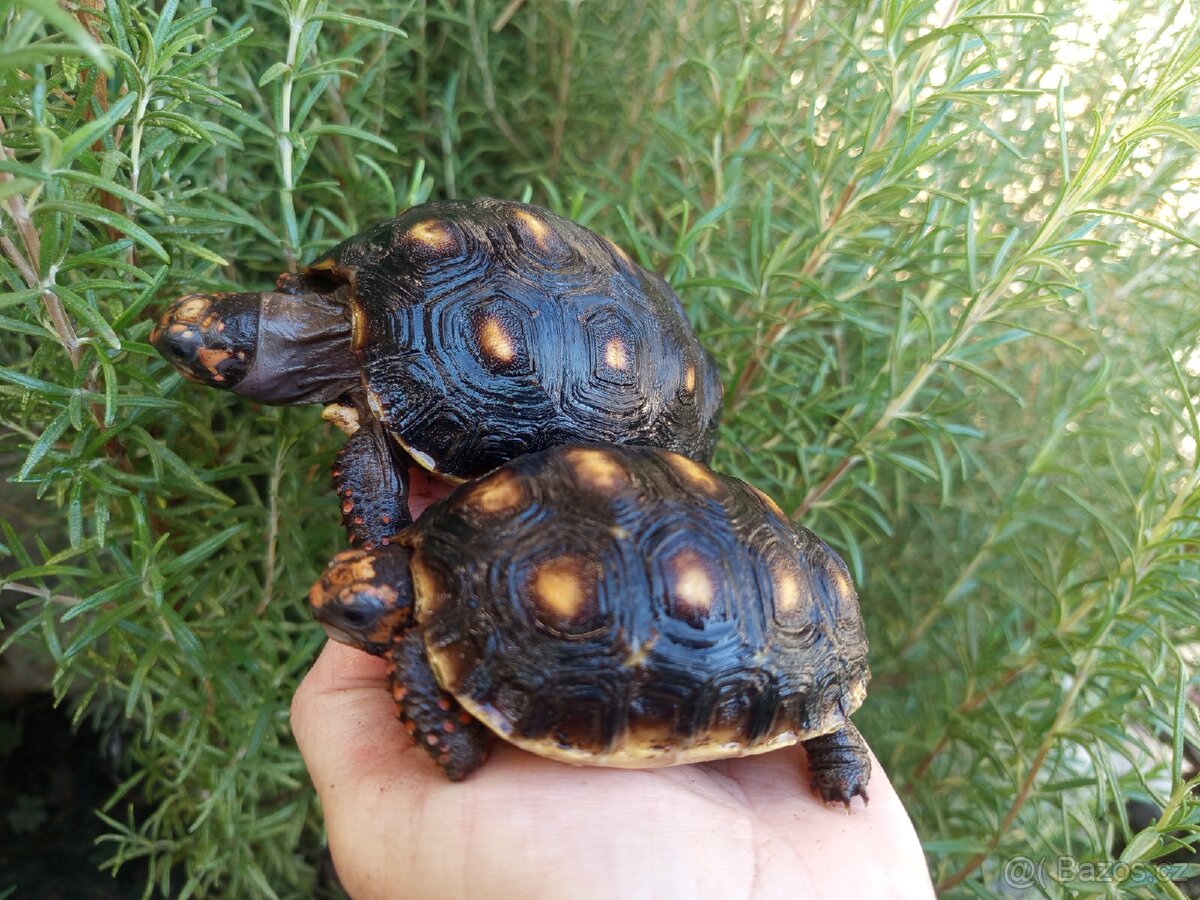 Želva uhlířská, roční želvičky/Brno -venkov - 3