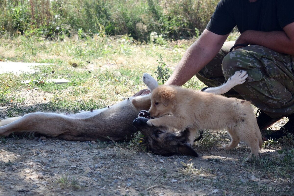 ADDY K ADOPCI - 3 ROKY, MILÁ, UČENLIVÁ, VDĚČNÁ - 3