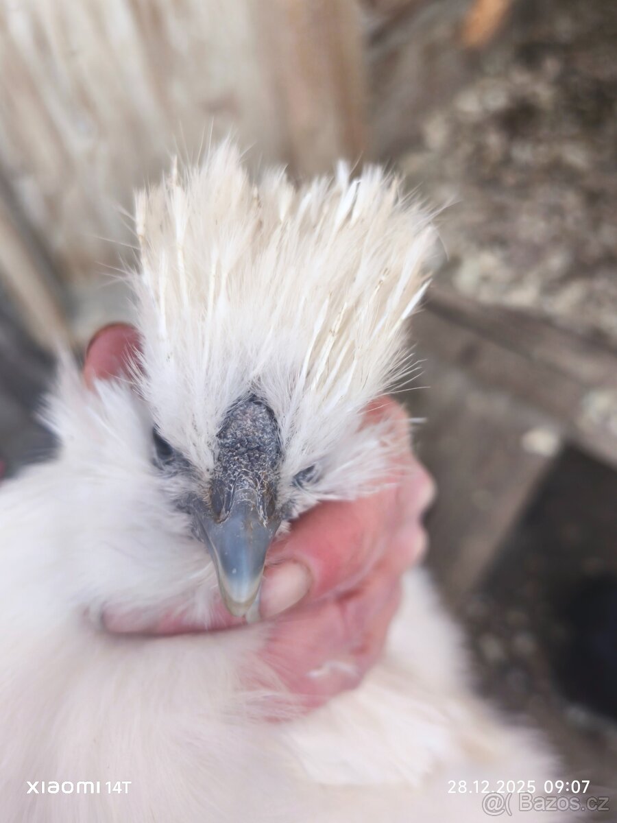 Hedvabnicka velká EU s vousem bílá - 3