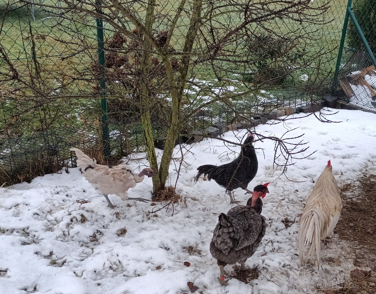 Barevní kohouti - 3