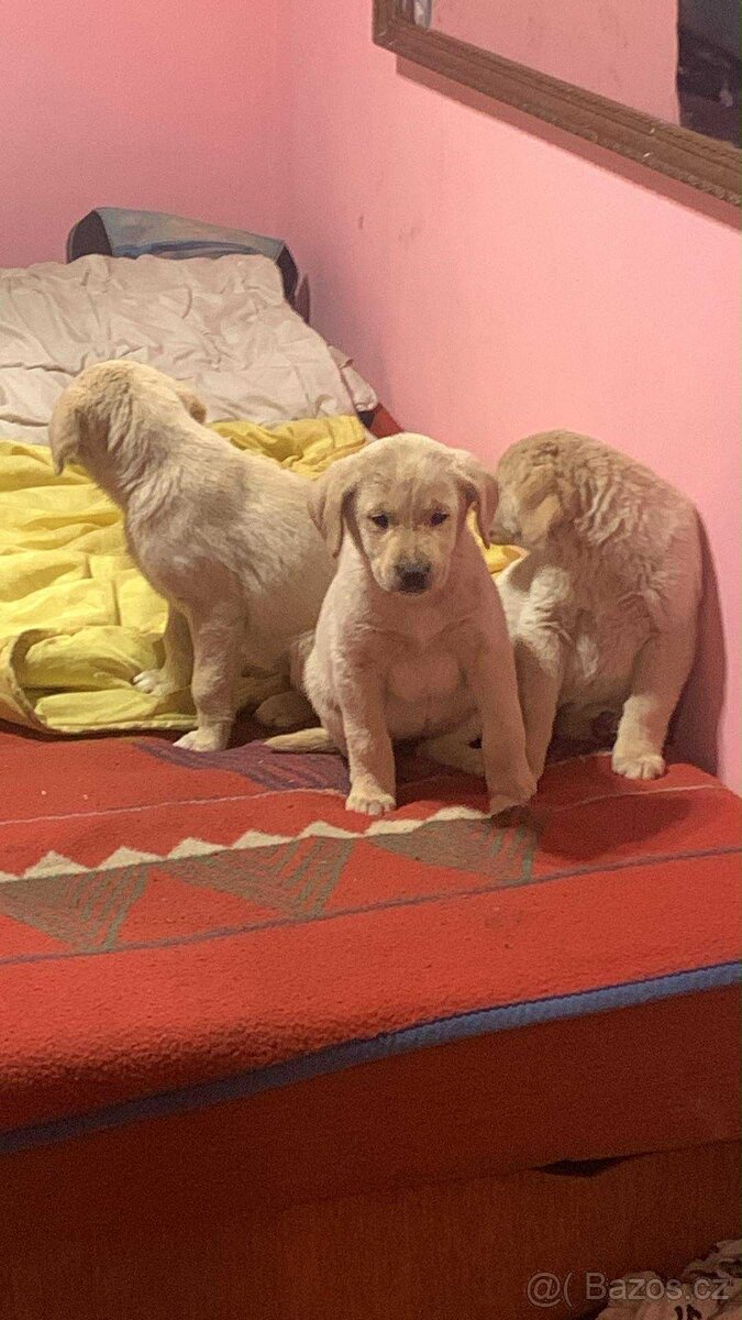 Labradorský teriér - 3