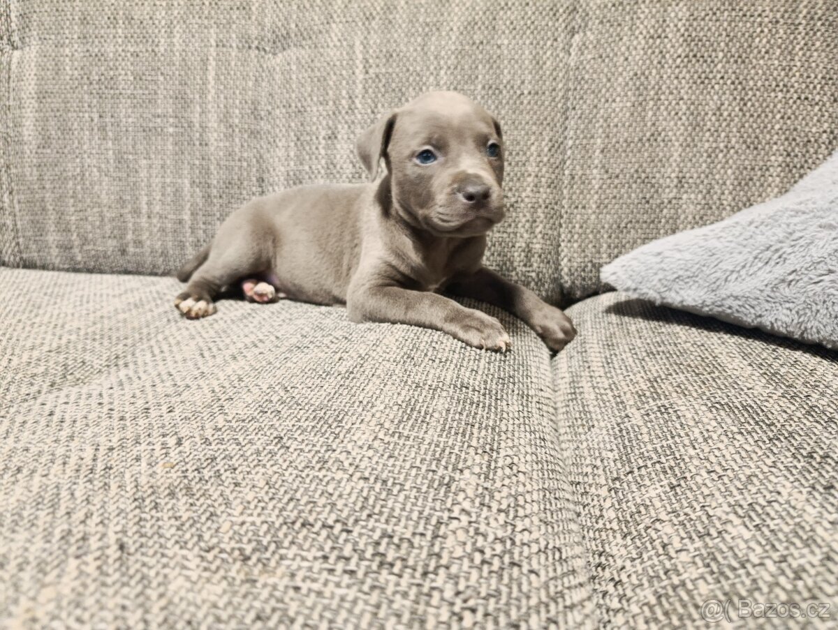 Stafordšírský bulteriér - 3