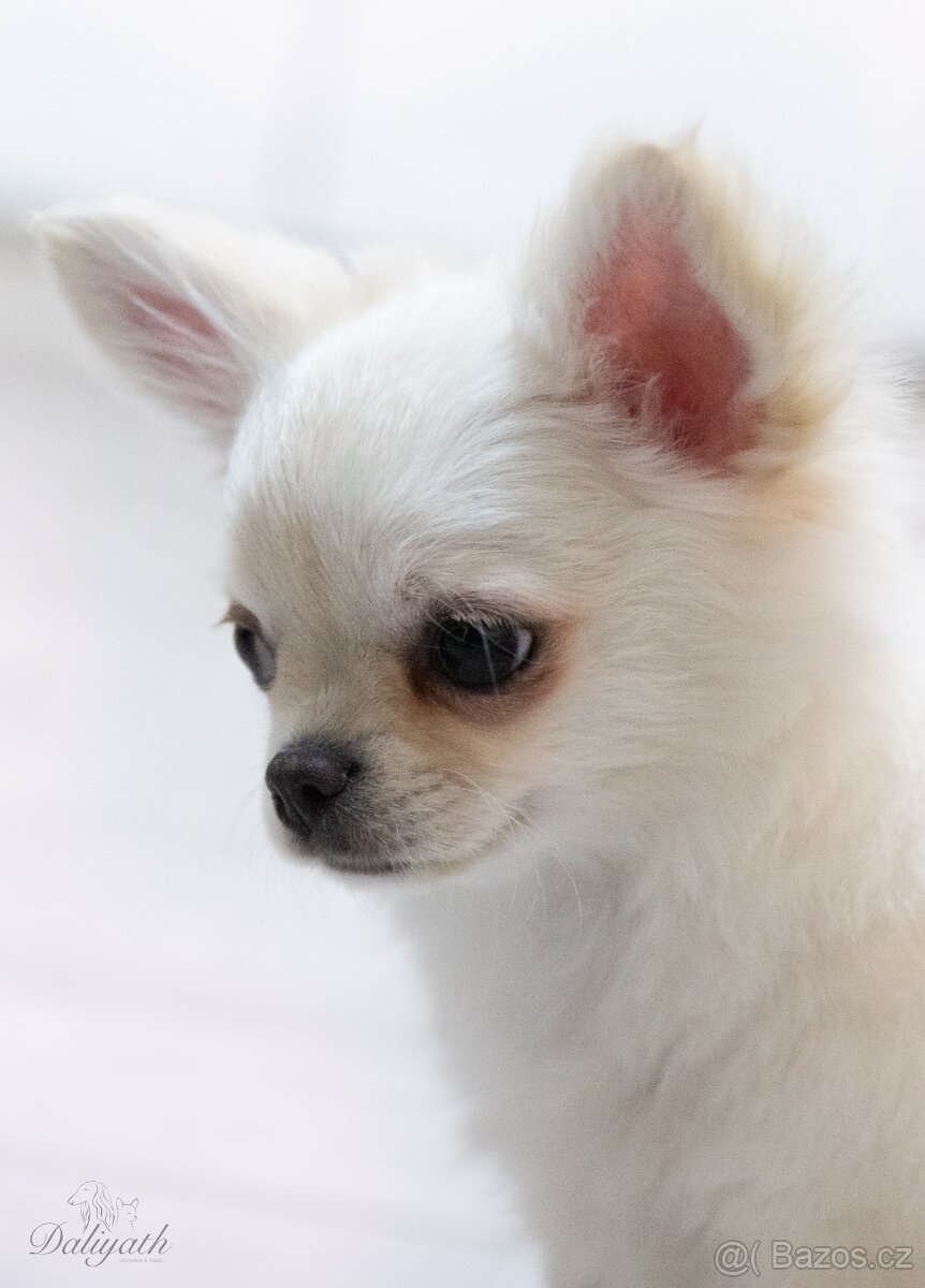 Čivava dlouhosrstá s PP - 3